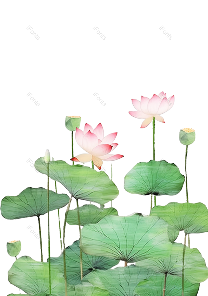 叶子图片,夏至元素,元素PNG,荷花免抠素材
